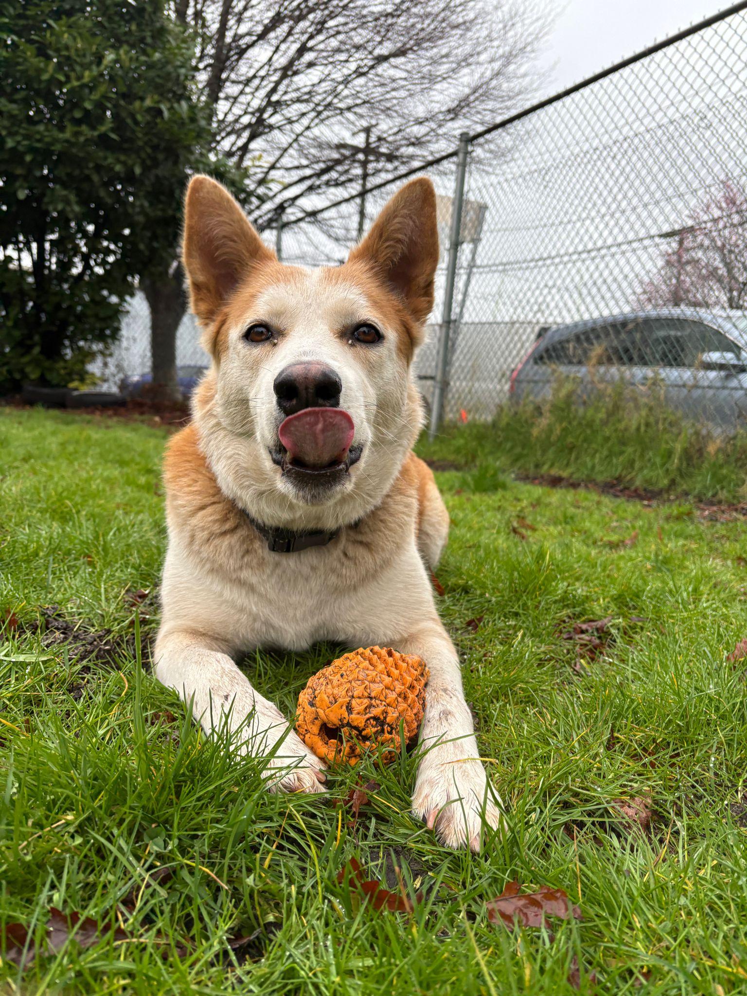 Tasha, a Adoptable mixed breed in Vancouver, BC image 6/6