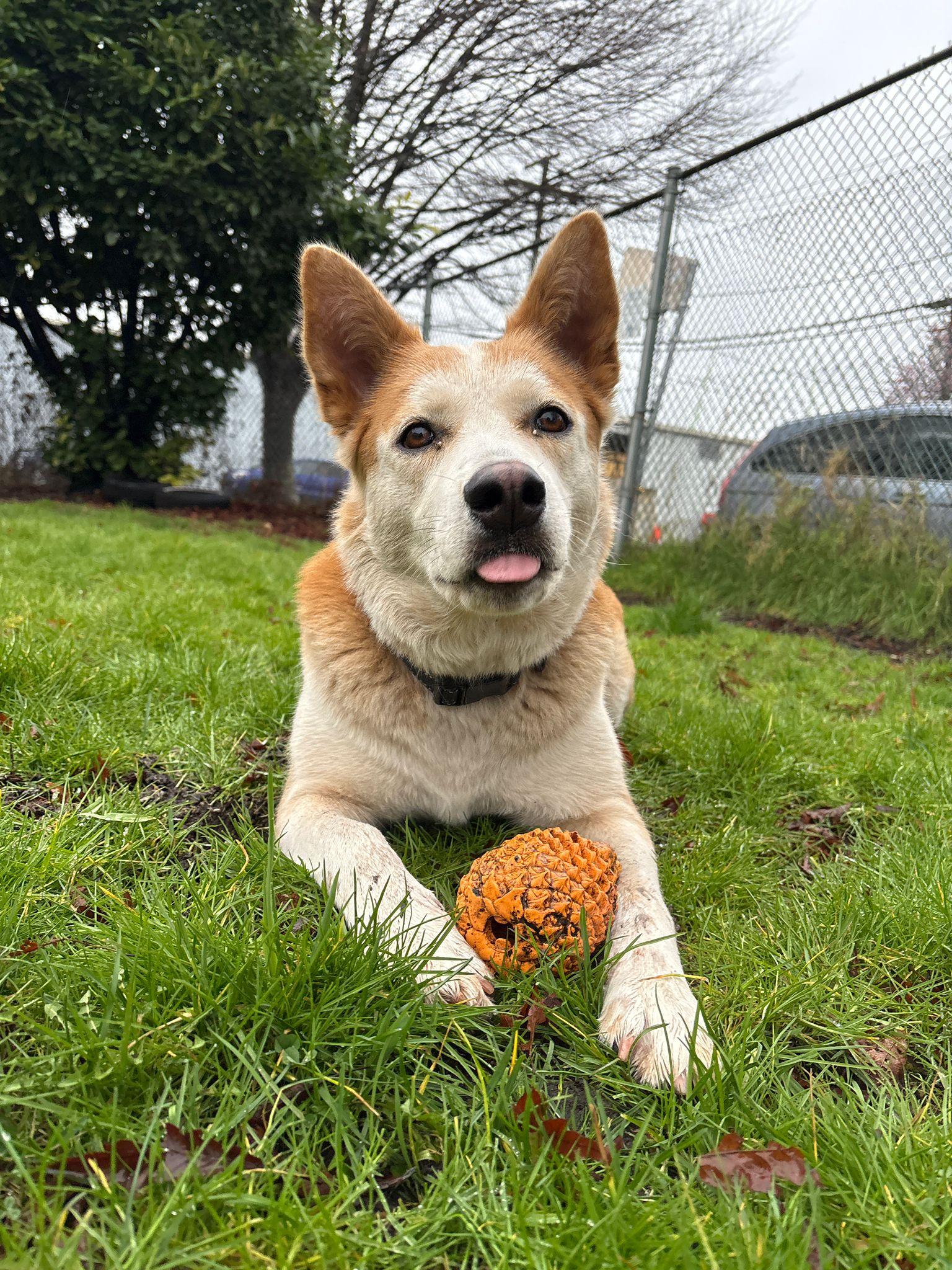 Tasha, a Adoptable mixed breed in Vancouver, BC image 4/6