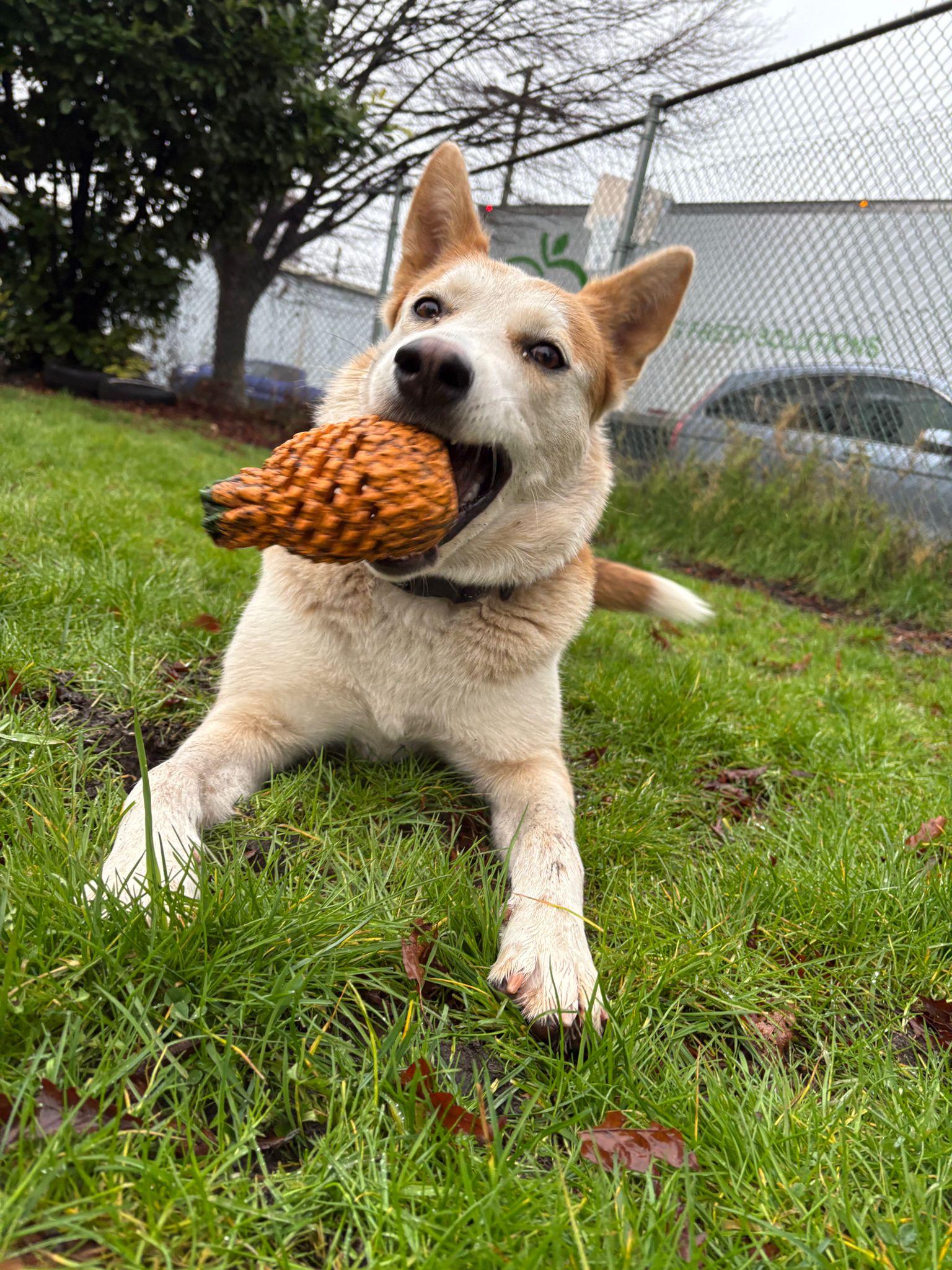 Tasha, a Adoptable mixed breed in Vancouver, BC image 2/6