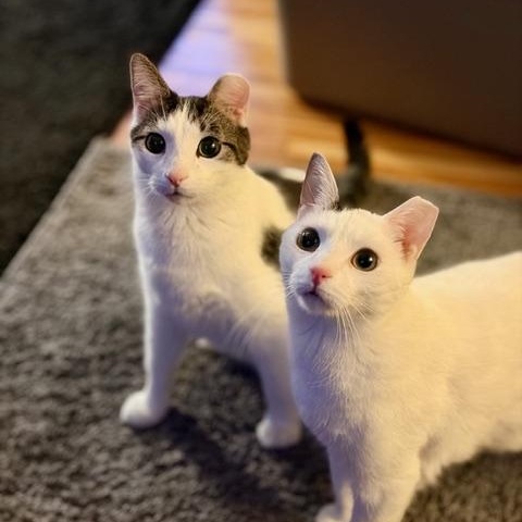 Enlarge Pearl (and Charlie), a Adoptable Domestic Short Hair in Minneapolis, MN image 6/6
