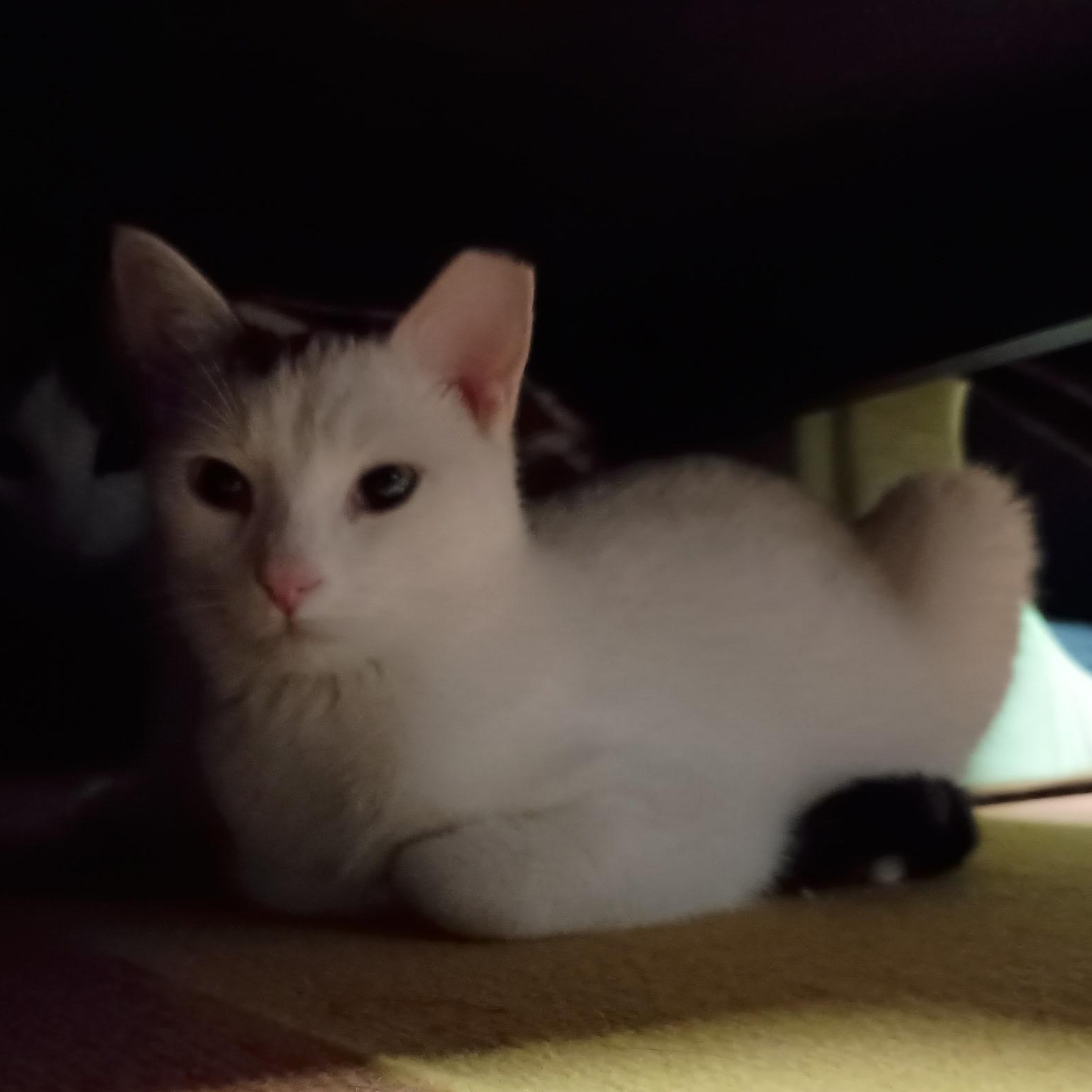 Pearl (and Charlie)