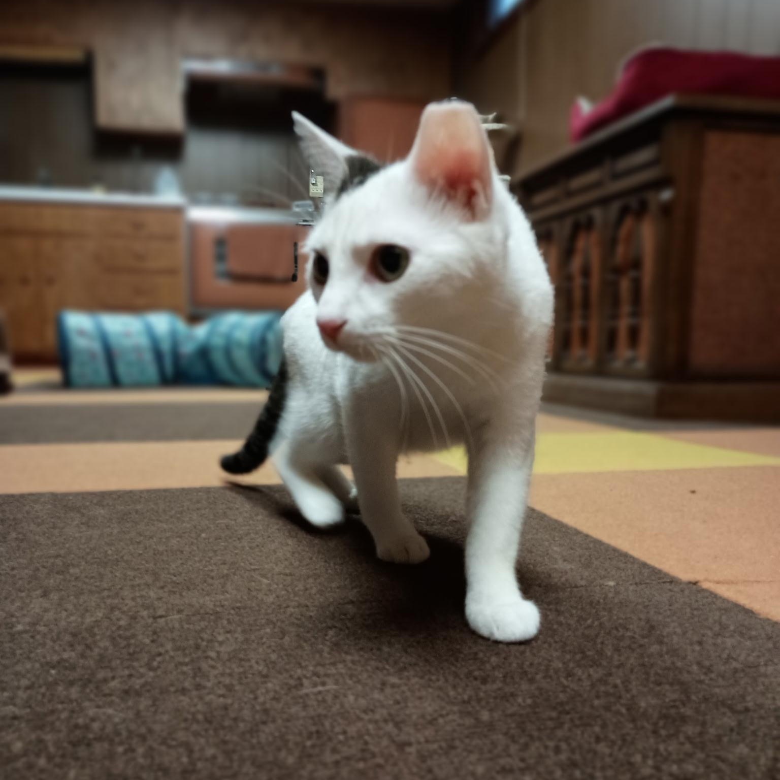 Pearl (and Charlie)