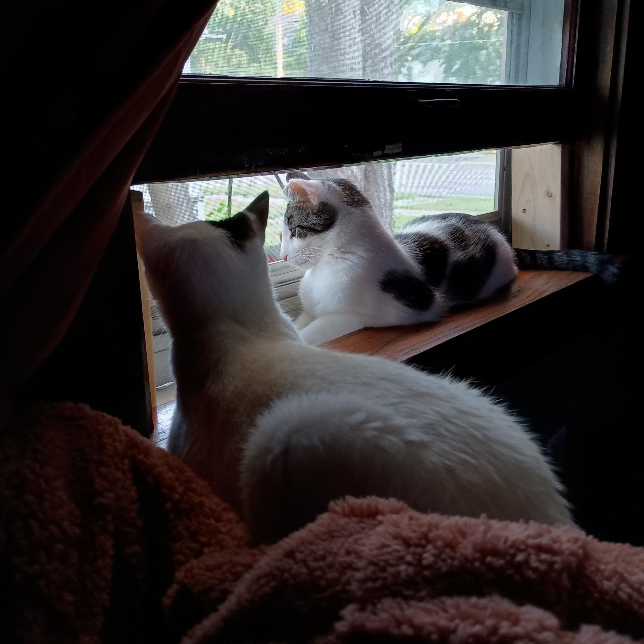 Enlarge Pearl (and Charlie), a Adoptable Domestic Short Hair in Minneapolis, MN image 6/6