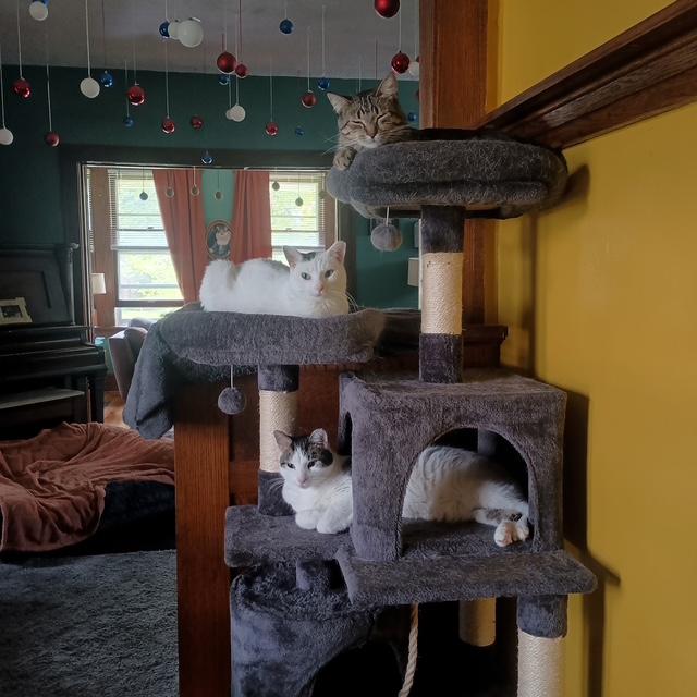 Charlie, Pearl... and Doug, Adoptable, Young Female Domestic Short Hair.