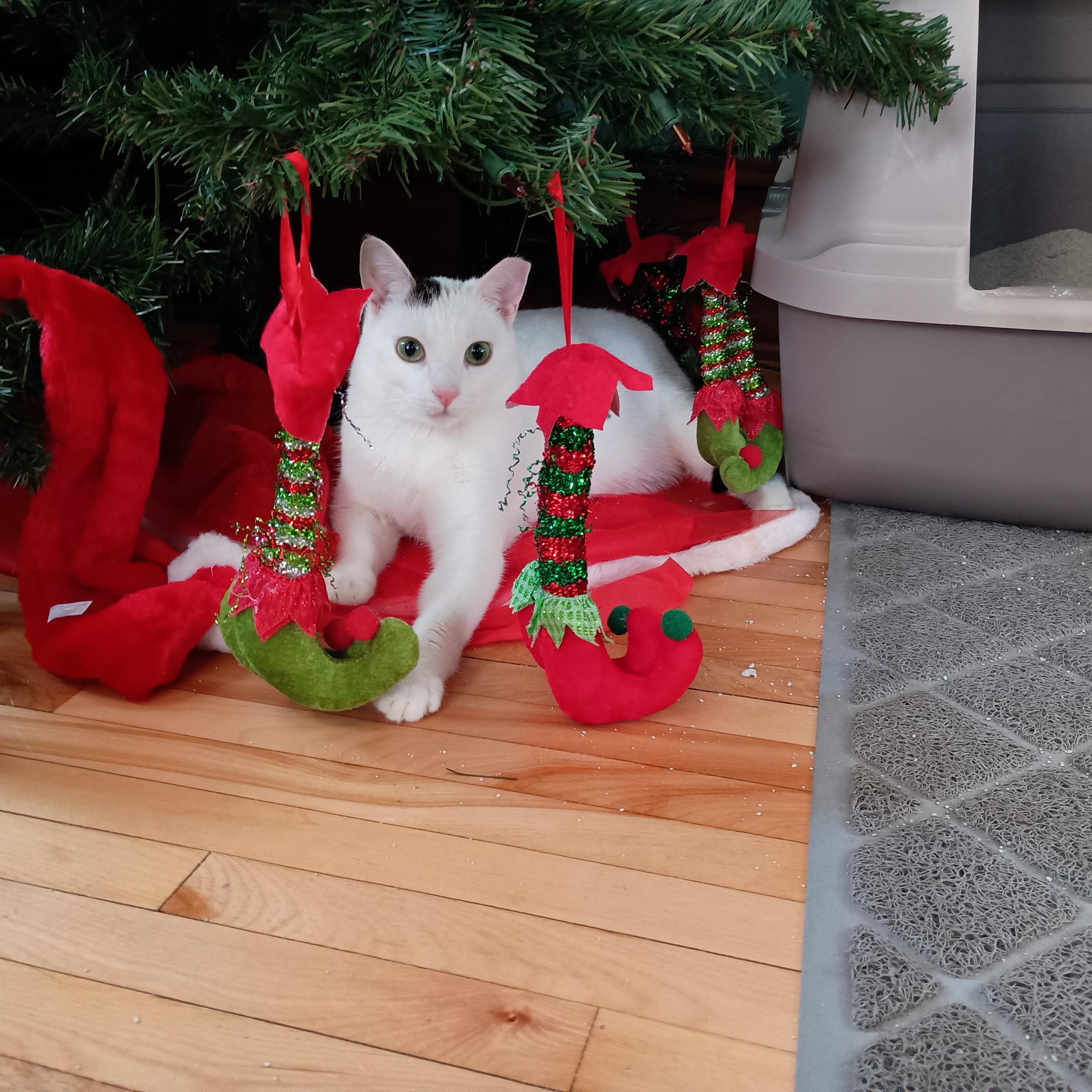 Enlarge Pearl (and Charlie), a Adoptable Domestic Short Hair in Minneapolis, MN image 1/6