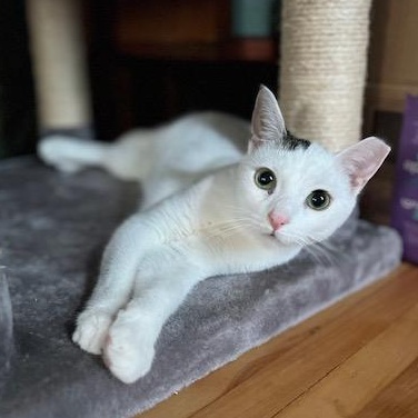 Enlarge Pearl (and Charlie), a Adoptable Domestic Short Hair in Minneapolis, MN image 2/6