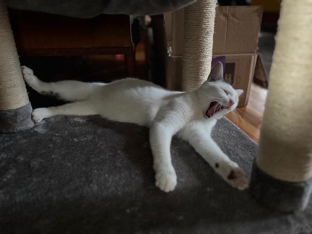 Pearl (and Charlie)