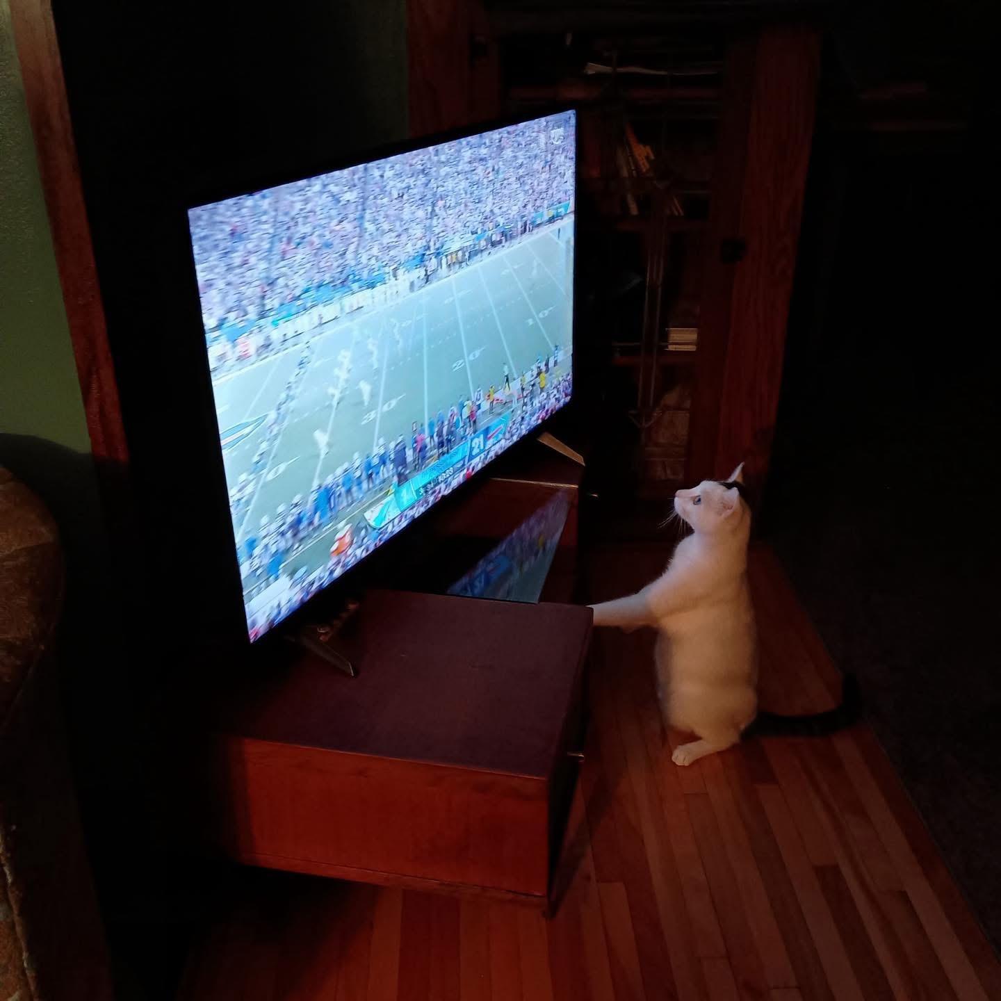 Enlarge Pearl (and Charlie), a Adoptable Domestic Short Hair in Minneapolis, MN image 5/6