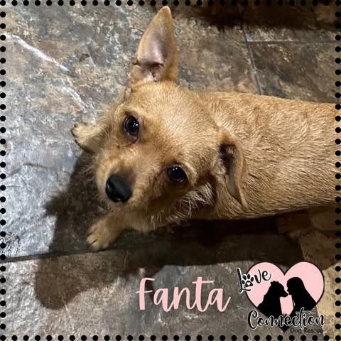 Fanta