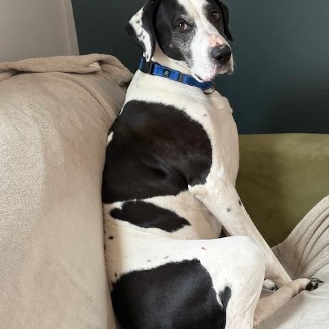 Enlarge Motley, a ADOPTABLE mixed breed in Honesdale, PA image 4/5