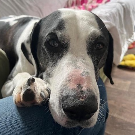 Enlarge Motley, a ADOPTABLE mixed breed in Honesdale, PA image 5/5