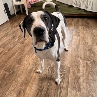 Enlarge Motley, a ADOPTABLE mixed breed in Honesdale, PA image 2/5