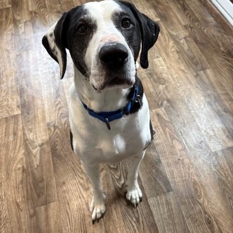 Enlarge Motley, a ADOPTABLE mixed breed in Honesdale, PA image 1/5