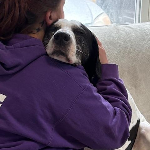 Enlarge Motley, a ADOPTABLE mixed breed in Honesdale, PA image 3/5