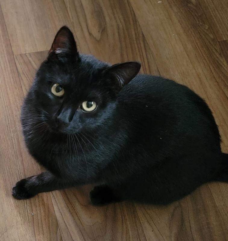 Enlarge Princess, a Adoptable Domestic Short Hair in Sunnyvale, CA image 1/3