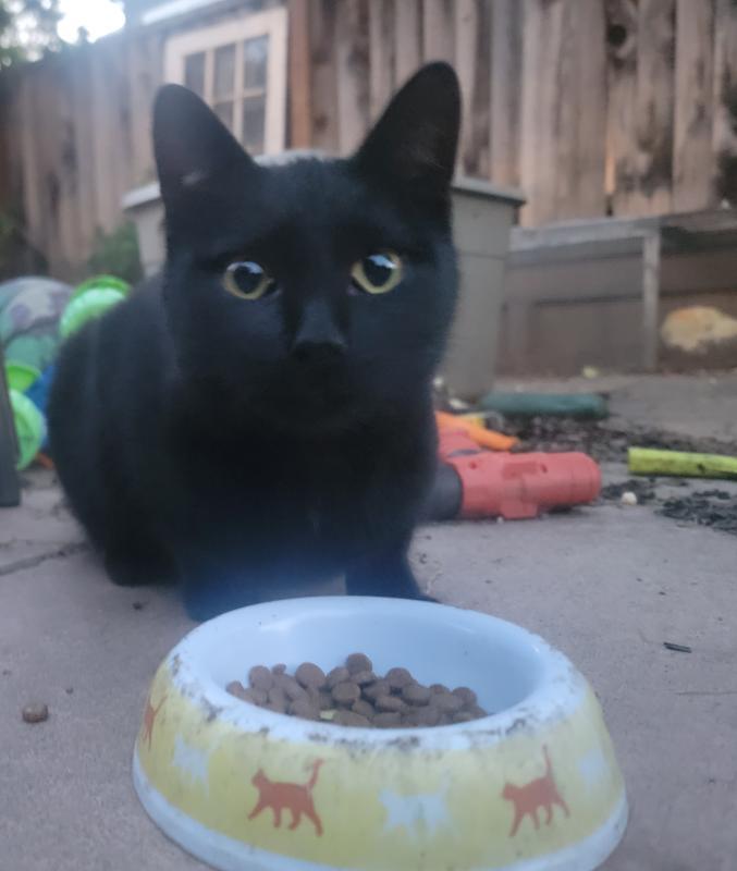 Enlarge Princess, a Adoptable Domestic Short Hair in Sunnyvale, CA image 2/3