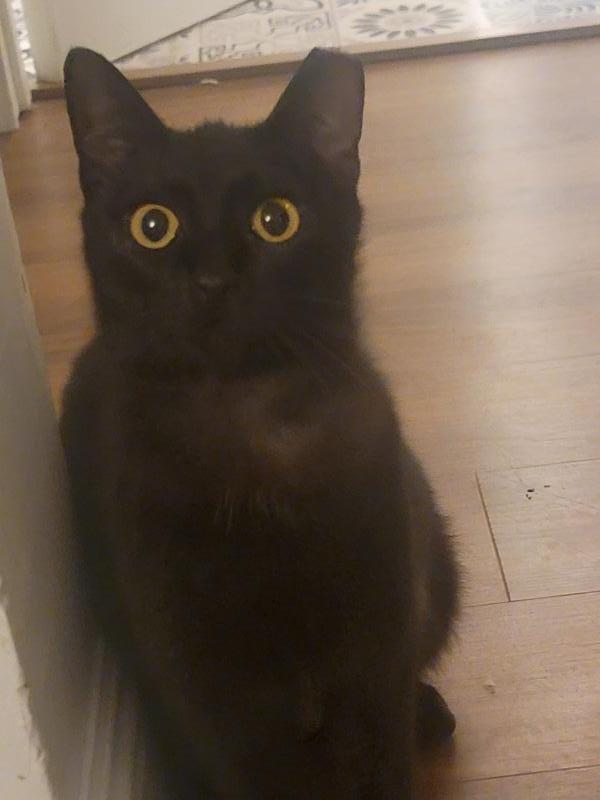 Enlarge Princess, a Adoptable Domestic Short Hair in Sunnyvale, CA image 3/3