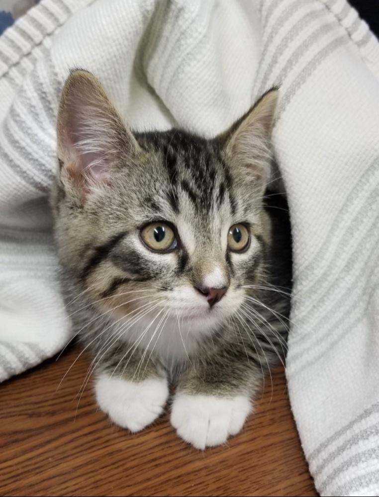 Enlarge Tabby Kitten (cc 7215), a ADOPTABLE Domestic Short Hair in West Orange, NJ image 1/2