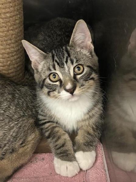 Enlarge Tabby Kitten (cc 7215), a ADOPTABLE Domestic Short Hair in West Orange, NJ image 1/3