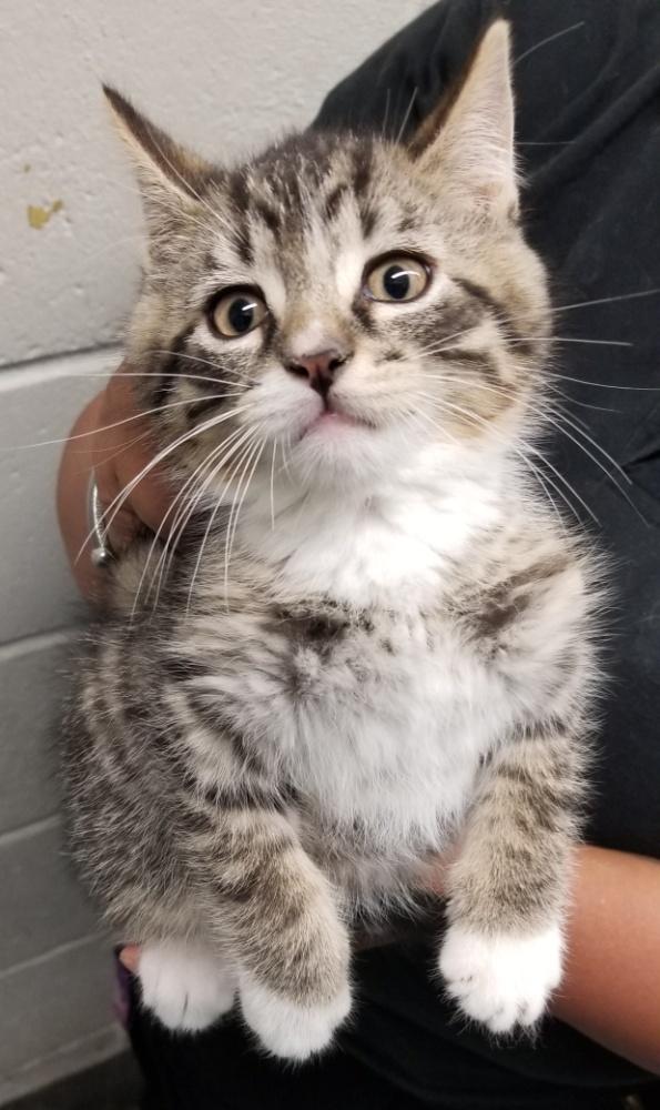 Enlarge Tabby Kitten (cc 7215), a ADOPTABLE Domestic Short Hair in West Orange, NJ image 2/2