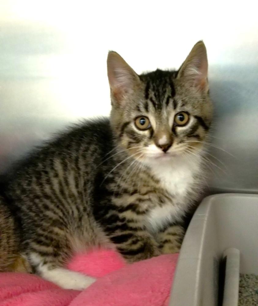 Enlarge Tabby Kitten (cc 7215), a ADOPTABLE Domestic Short Hair in West Orange, NJ image 3/3