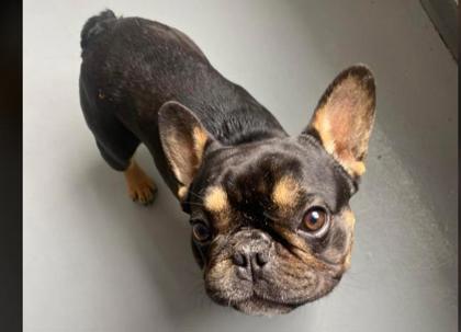 Steve 51727, adopted, Adult Male Mixed Breed.