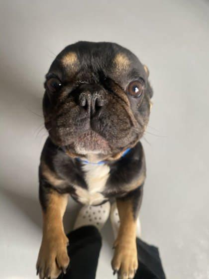 Enlarge Steve 51727, an adopted Mixed Breed in Oklahoma City, OK image 2/3