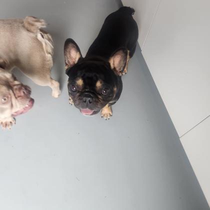 Enlarge Steve 51727, an adopted Mixed Breed in Oklahoma City, OK image 3/3