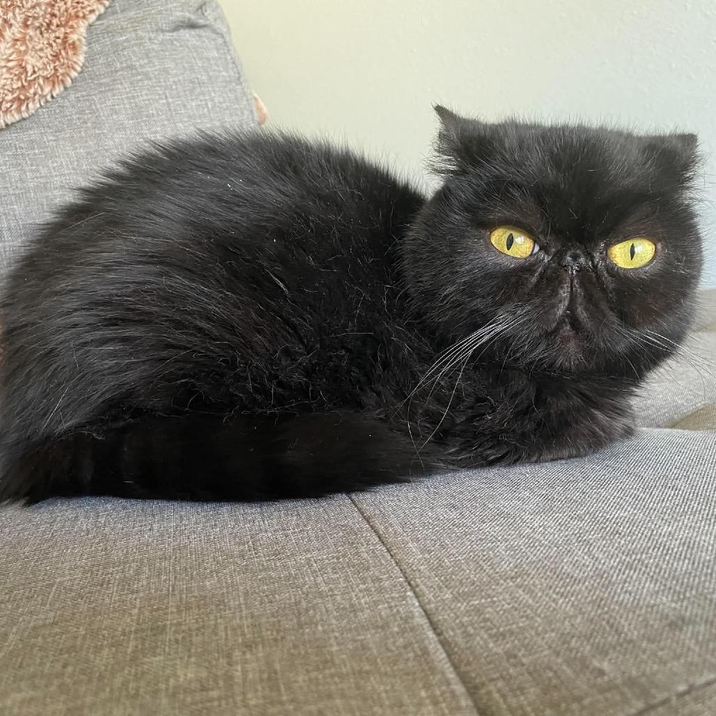 Bug, Adoptable, Senior Female Exotic Shorthair.