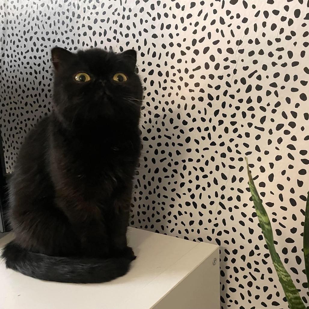Enlarge Bug, a Adoptable Exotic Shorthair in Austin, TX image 2/3