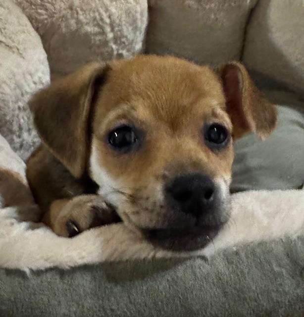 Enlarge MISSY, a ADOPTABLE mixed breed in fort worth, TX image 1/6