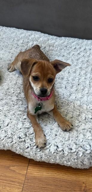 Enlarge MISSY, a ADOPTABLE mixed breed in fort worth, TX image 2/6