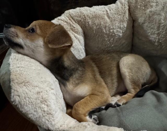 Enlarge MISSY, a ADOPTABLE mixed breed in fort worth, TX image 4/6