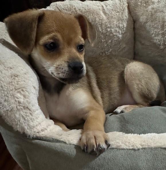 Enlarge MISSY, a ADOPTABLE mixed breed in fort worth, TX image 5/6