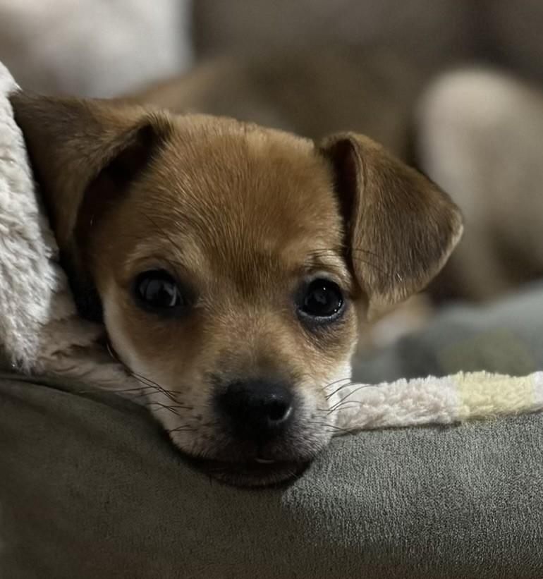 Enlarge MISSY, a ADOPTABLE mixed breed in fort worth, TX image 6/6