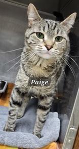 Enlarge Paige, a Adoptable mixed breed in Moline, IL image 1/1