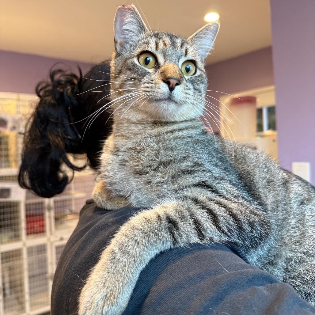 Cheeto, Adoptable, Young Male Domestic Short Hair.