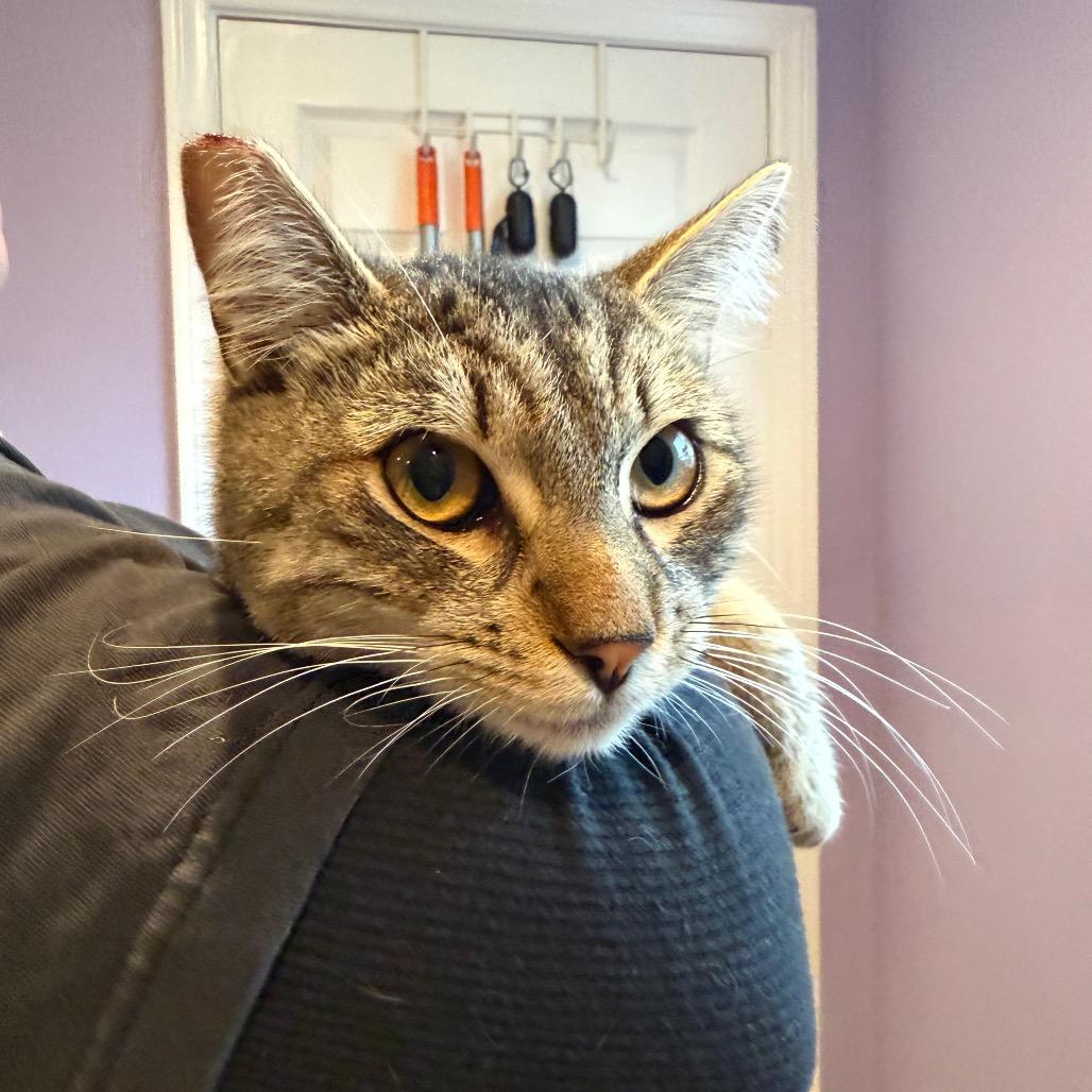 Enlarge Cheeto, a Adoptable Domestic Short Hair in Los Angeles, CA image 2/6