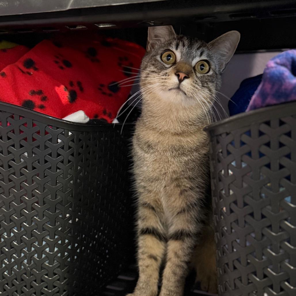 Enlarge Cheeto, a Adoptable Domestic Short Hair in Los Angeles, CA image 3/6