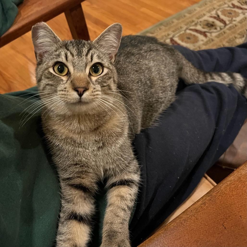 Enlarge Cheeto, a Adoptable Domestic Short Hair in Los Angeles, CA image 4/6