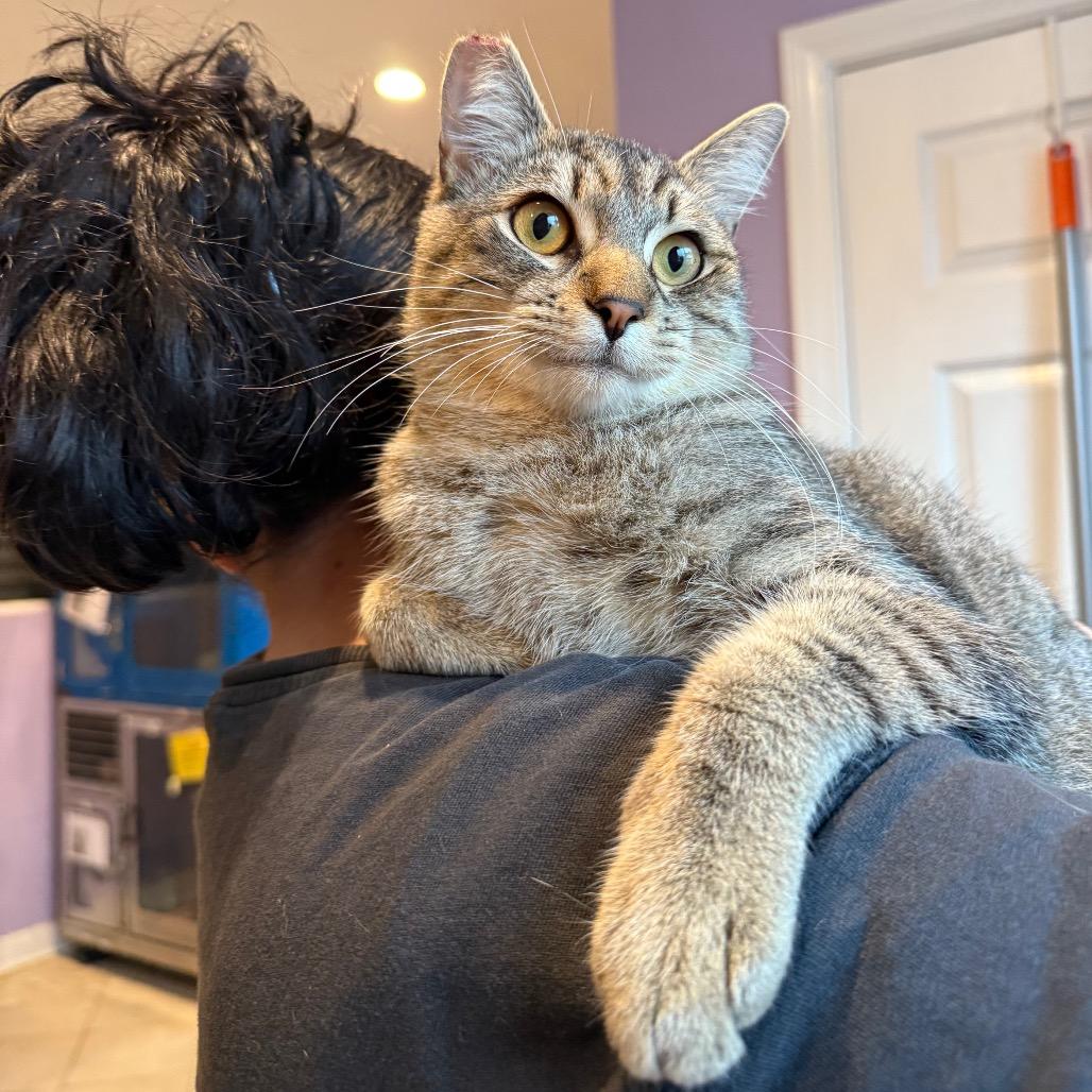 Enlarge Cheeto, a Adoptable Domestic Short Hair in Los Angeles, CA image 5/6