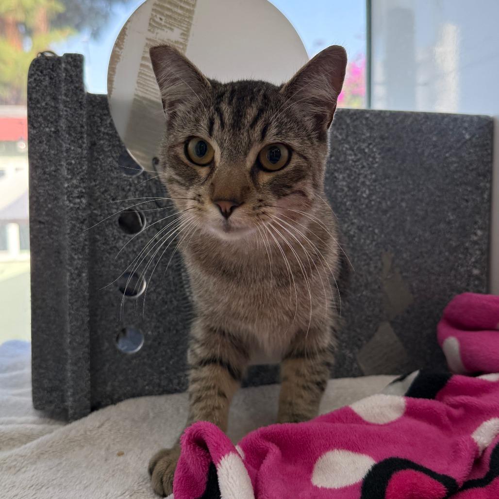 Enlarge Cheeto, a Adoptable Domestic Short Hair in Los Angeles, CA image 6/6