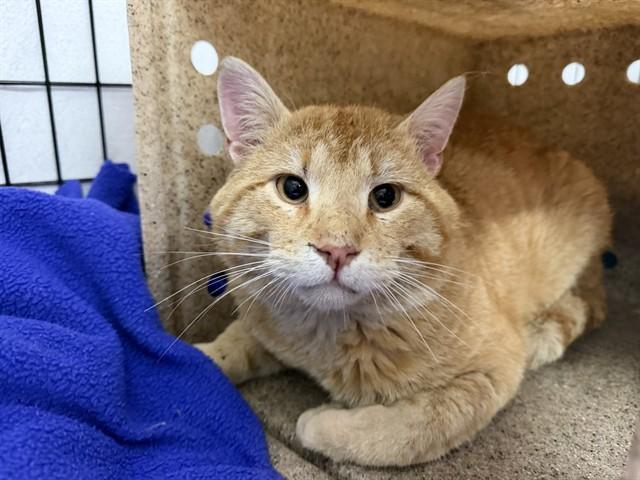 Enlarge FLETCHER REEDE, a Adoptable Domestic Short Hair in Ames, IA image 1/1