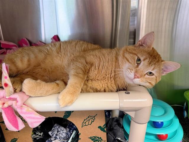 FLETCHER REEDE, Adoptable, Adult Male Domestic Short Hair.