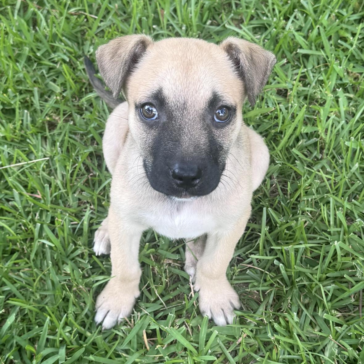 Vito, Adoptable, Puppy Male Black Mouth Cur.