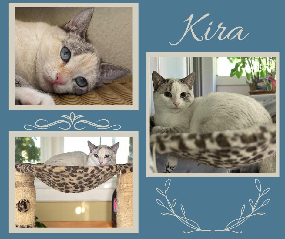 Kira, a Adoptable mixed breed in Hillsboro, TX image 4/6