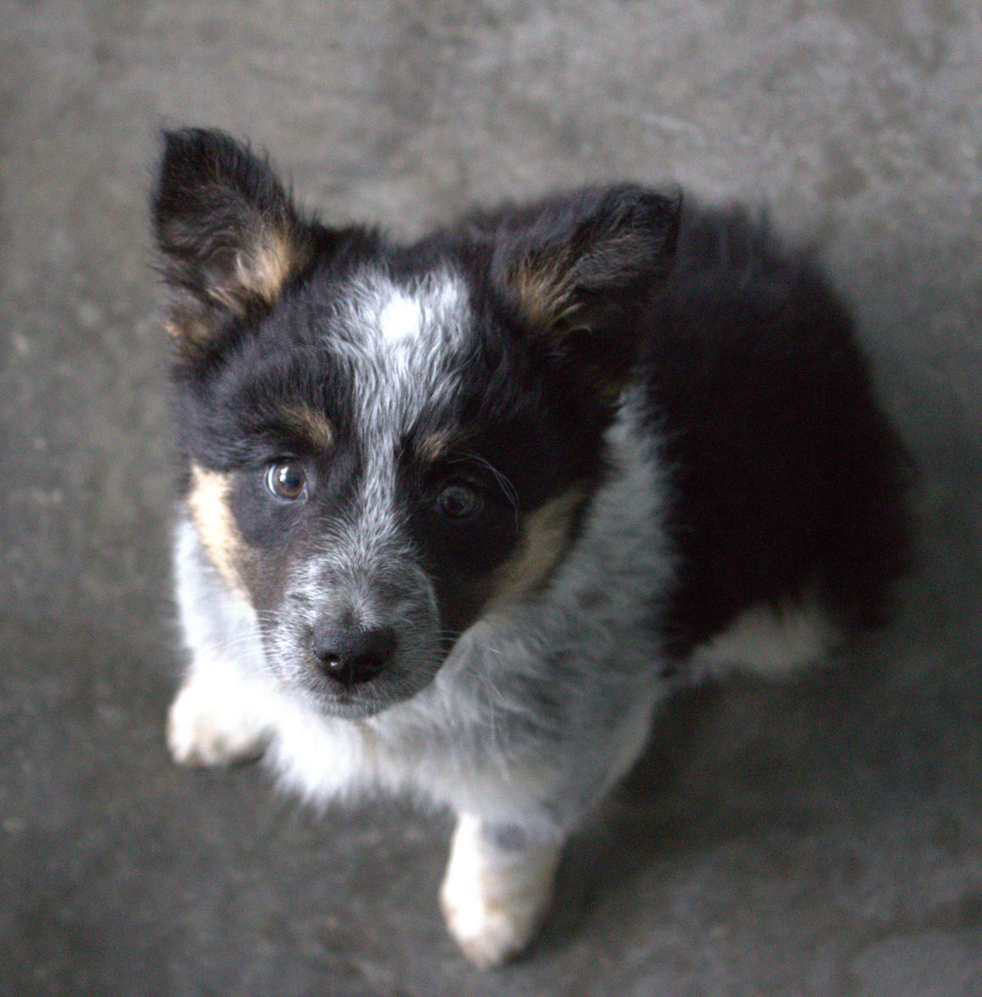 Vanna White, adopted, Puppy Female Australian Cattle Dog / Blue Heeler & Border Collie.
