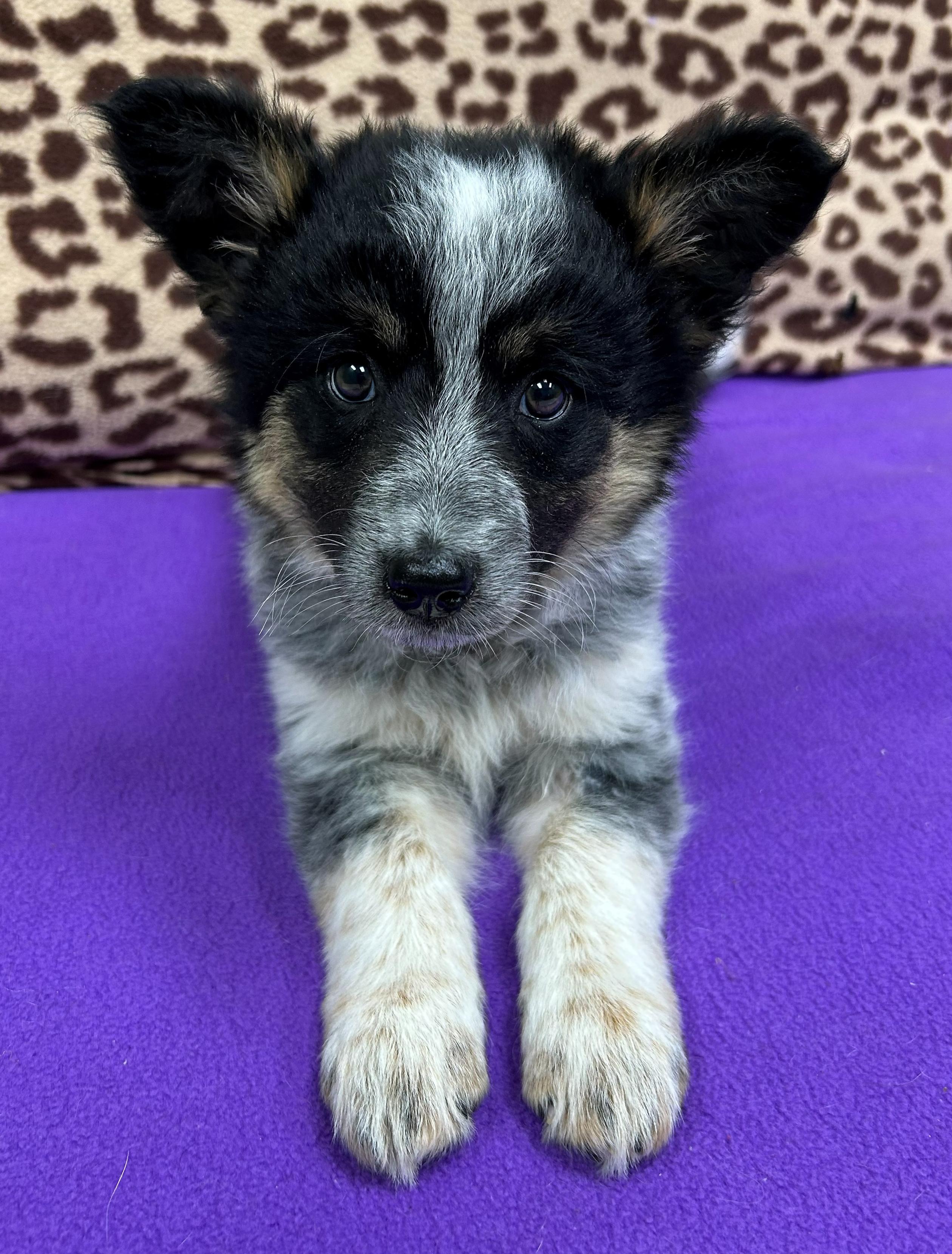 Vanna White, an adopted mixed breed in Neillsville, WI image 3/5