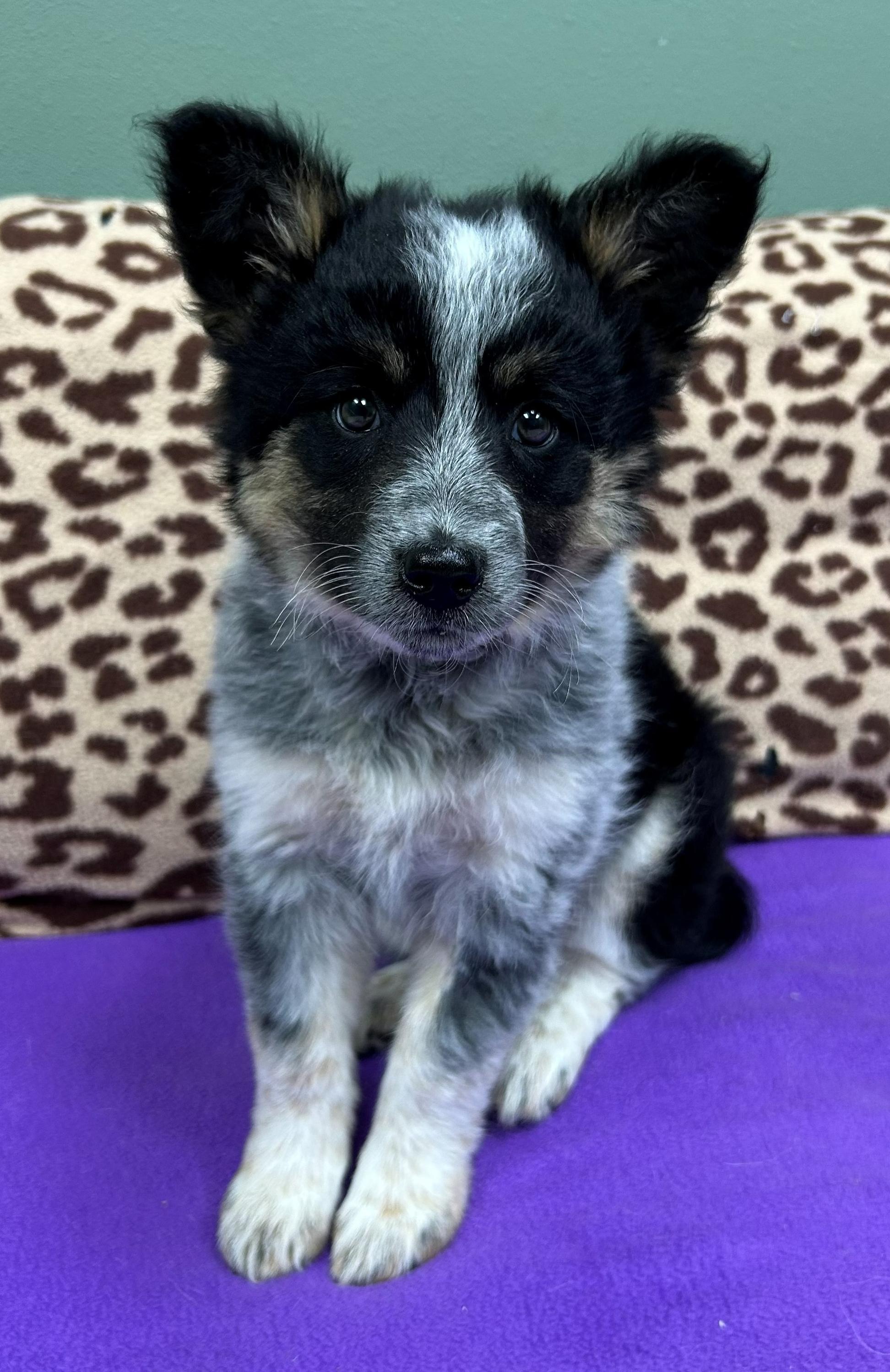 Vanna White, an adopted mixed breed in Neillsville, WI image 2/5