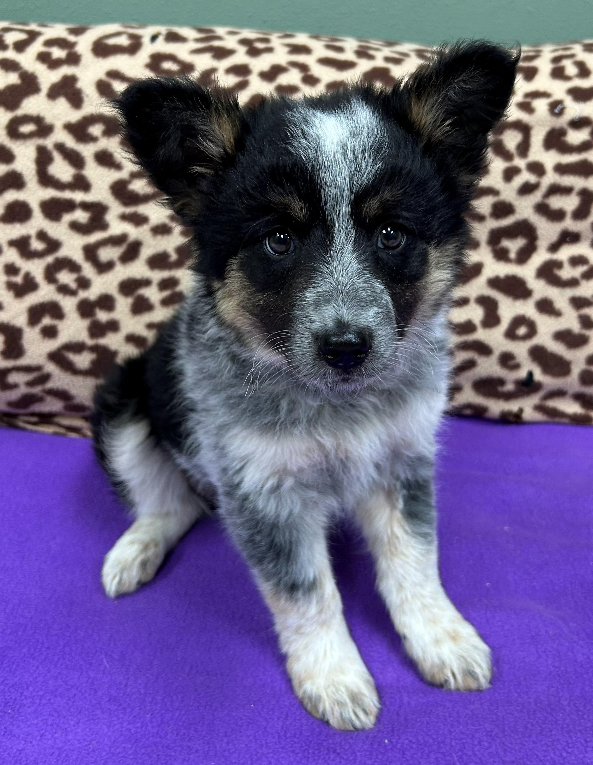 Vanna White, an adopted mixed breed in Neillsville, WI image 4/5